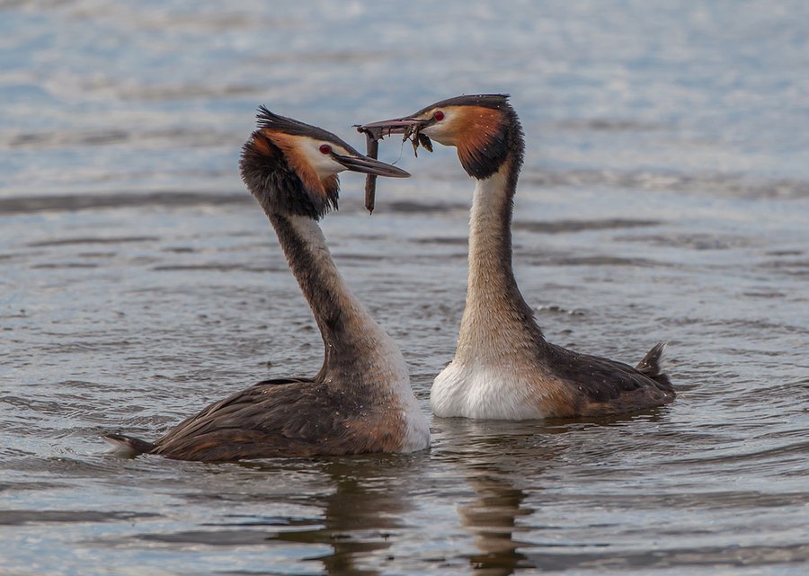 Die Vogelwelt des Greifensees