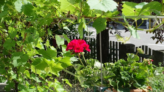 Geranium City